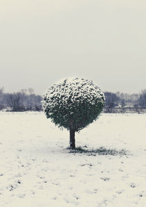 Lone Tree