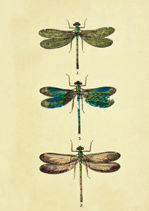 Dragonfly Study