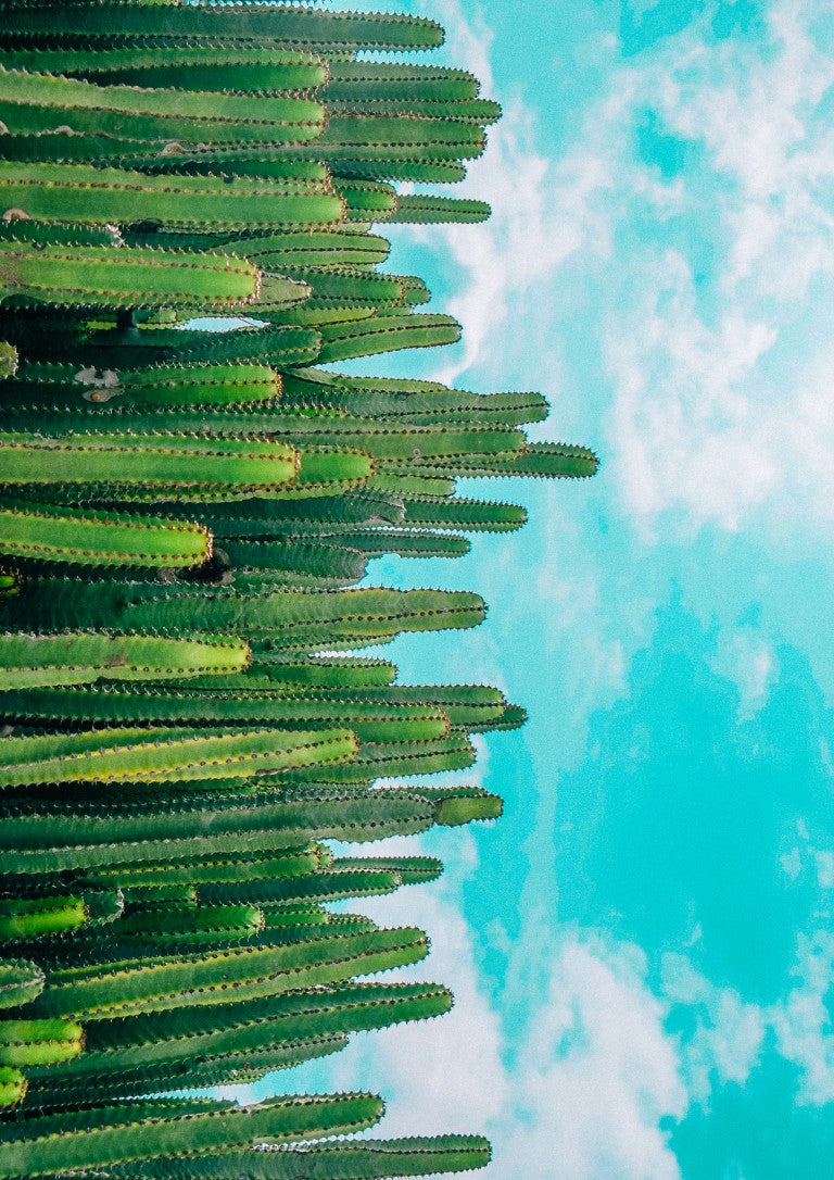 Cactus Clouds