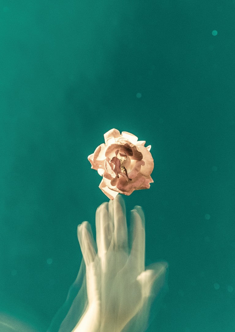 Floating Rose