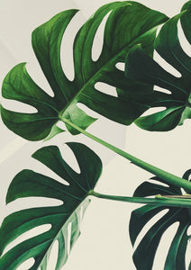 Monstera Dance