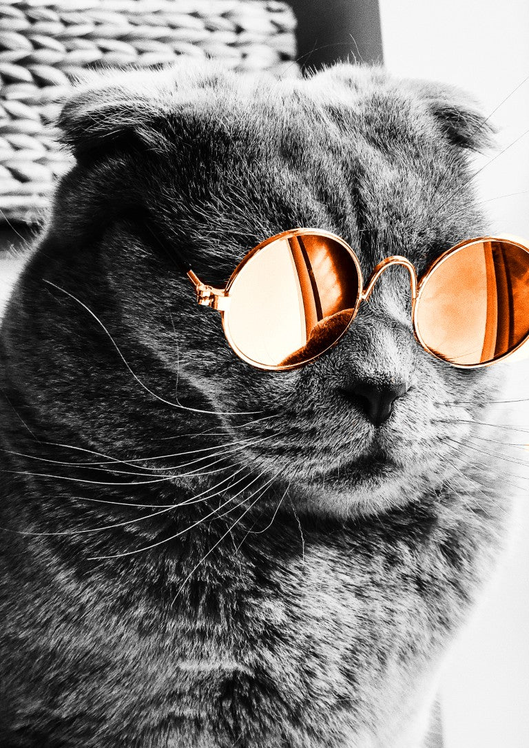 Purrfectly Cool