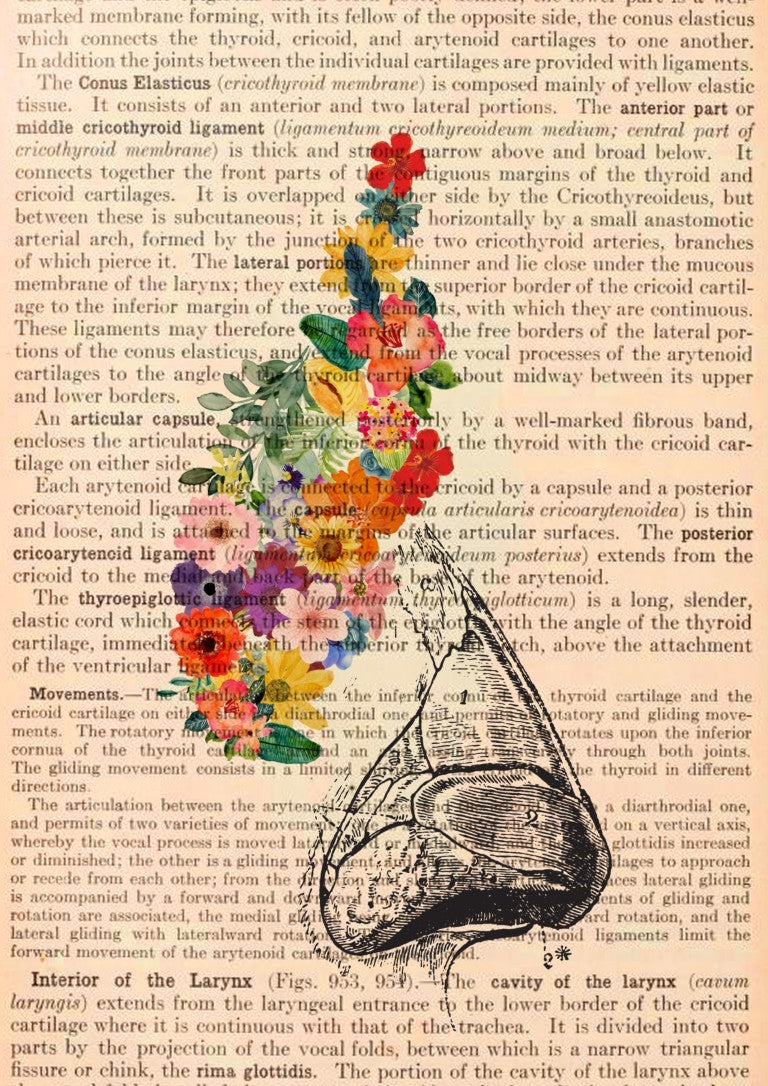 Nose Floral Anatomy