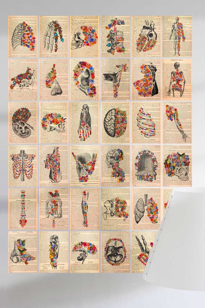 Anatomy Art- Collectibles Posters